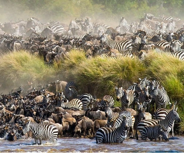 4 days Group safari in Masaai Mara and Lake Nakuru Park