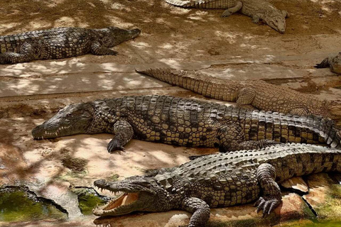 Djerba Explore: Crocodile Park & Lalla Hadria Museum Tour