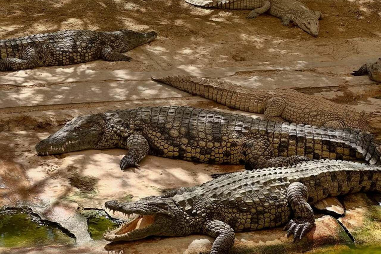 Djerba Explore: Crocodile Park & Lalla Hadria Museum Tour
