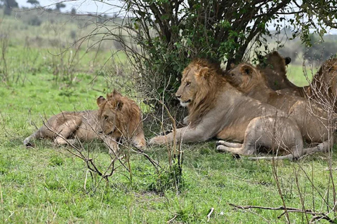 From Nairobi: National Park & Maasai Mara Safari Guided Tour