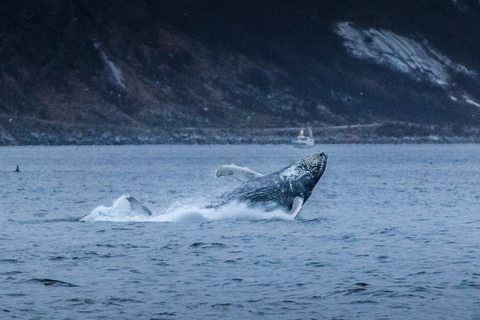 Von Tromsø aus: Walbeobachtungs-Safari auf dem Hochgeschwindigkeits-Katamaran