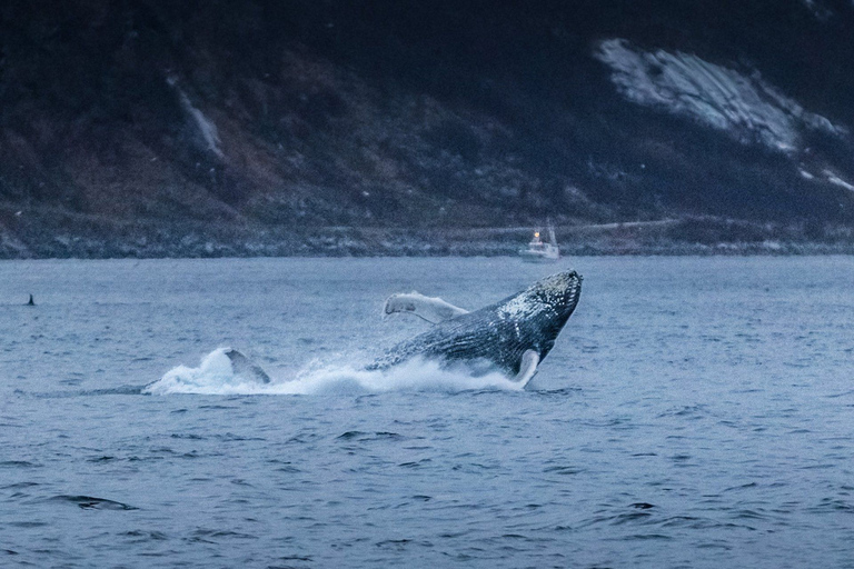 Von Tromsø aus: Walbeobachtungs-Safari auf dem Hochgeschwindigkeits-Katamaran