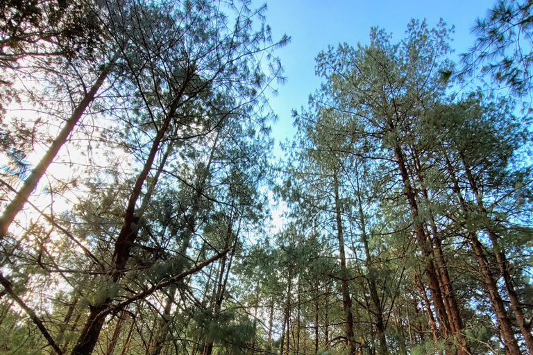 Oaxaca: Sierra Norte Ixtepeji Guided Hike & Lunch, Half-Day