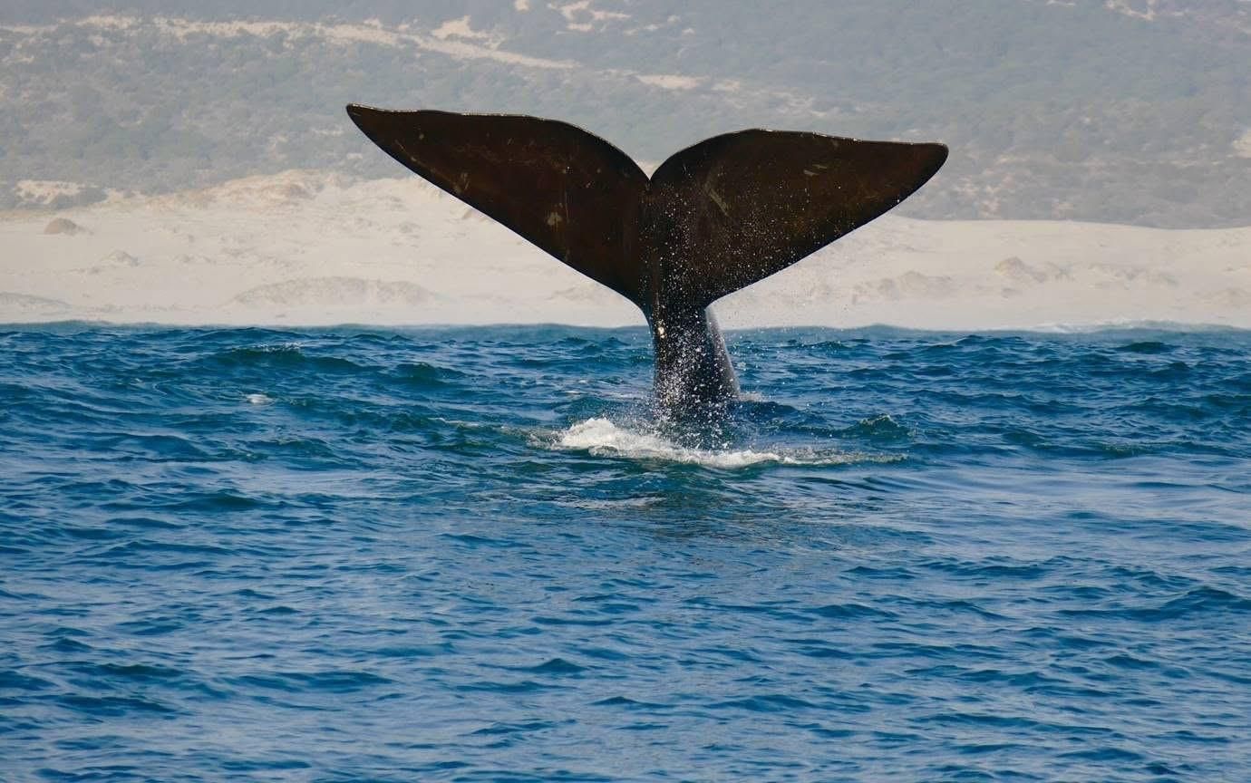 Port Elizabeth: 5-tägige Garden-Route-Tour nach Kapstadt