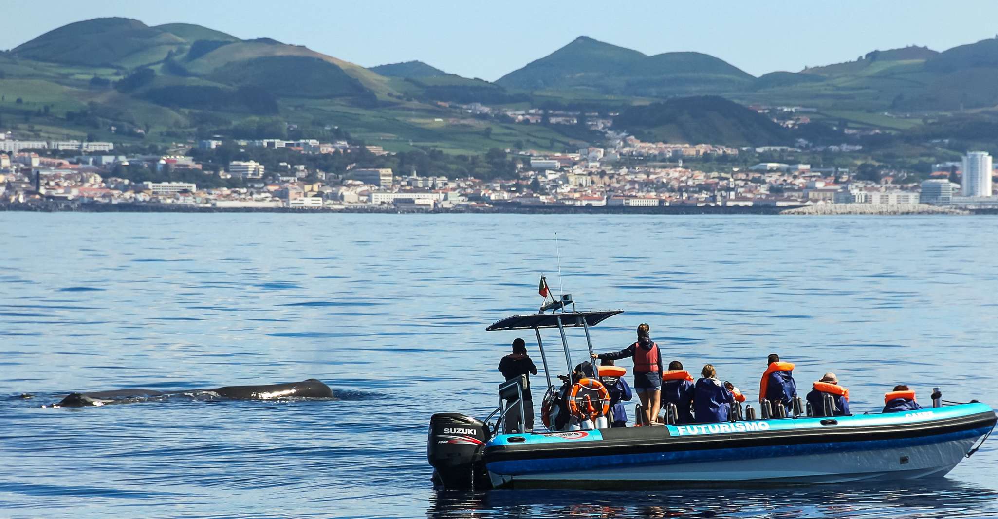 From Ponta Delgada, Whale and Dolphin Watching Trip - Housity