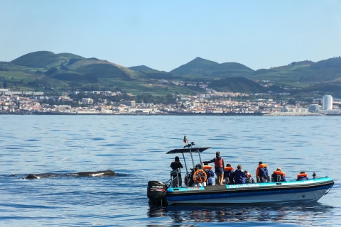 Ab Ponta Delgada: Delfin- und Whale Watching TourDelfin- und Whalewatching mit dem Schlauchboot