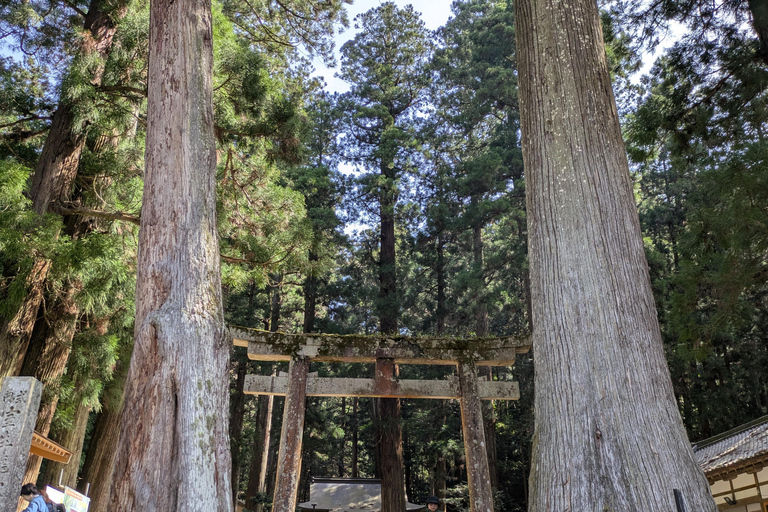 From Osaka: Muroji Temple, Dragon Shrine & Art Forest Tour