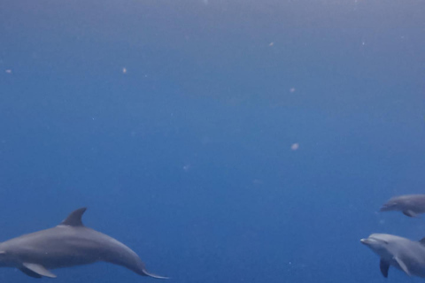 Tour dei delfini e nuoto con le tartarughe marine e grotta di Kuza