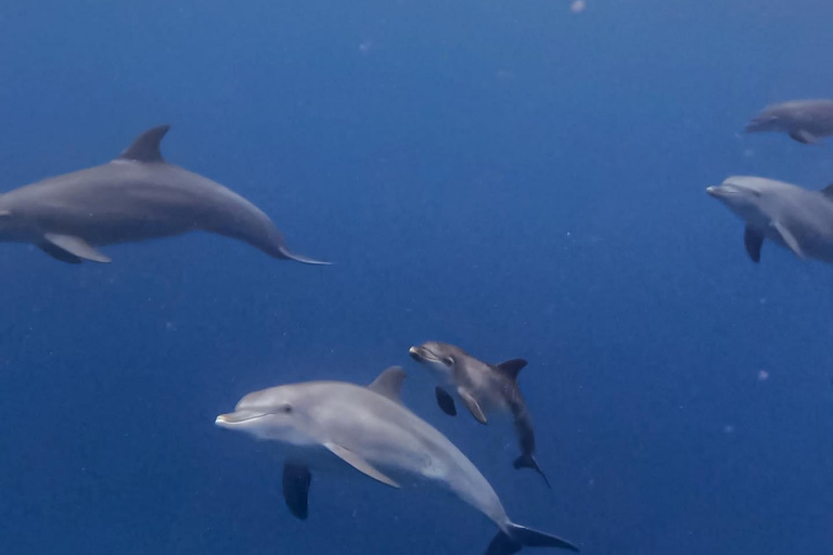 Tour dei delfini e nuoto con le tartarughe marine e grotta di Kuza