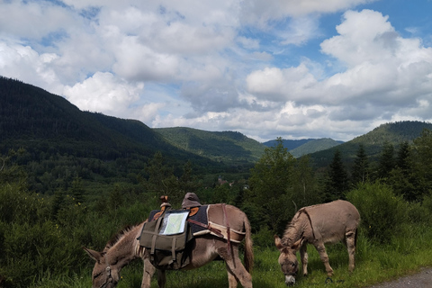 Luvigny: An unusual forest escape with a donkey