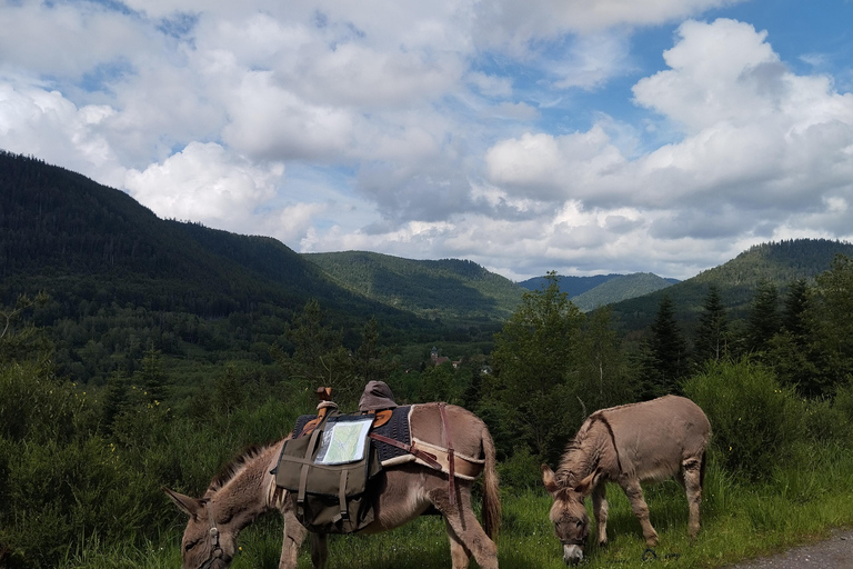 Luvigny: An unusual forest escape with a donkey