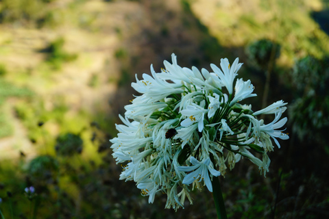 From Funchal: Levada Nova Hiking Tour with stopover at beach Nova friday