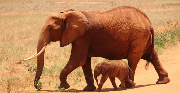 Daagse Amboseli Tsavo West En Oost Safari Getyourguide