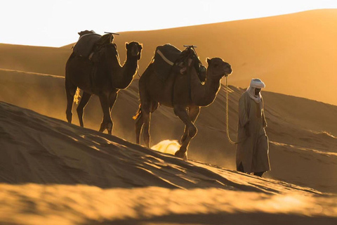 Partage : Safari dans le désert avec rallye dans les dunes et planche à voile