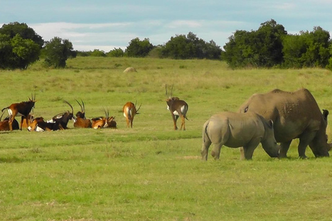 Schotia Safari – Big 5 Experience with High Lion Sightings