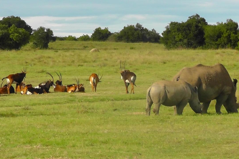 Schotia Safari – Big 5 Experience with High Lion Sightings