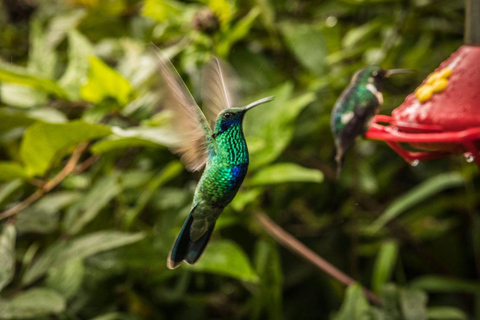 Cusco: Manu Reserved Zone 6-Day Amazon Jungle Expedition