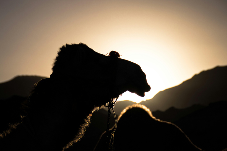 Under the Arabian Stars: Doha Night Desert Safari Adventure