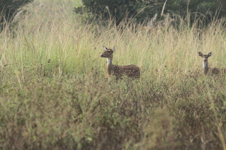 Bangalore to Jim Corbett: 2-Day Safari Adventure via Delhi All-Inclusive tour