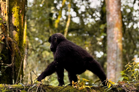 3-Day Gorilla Habituation Experience in Uganda