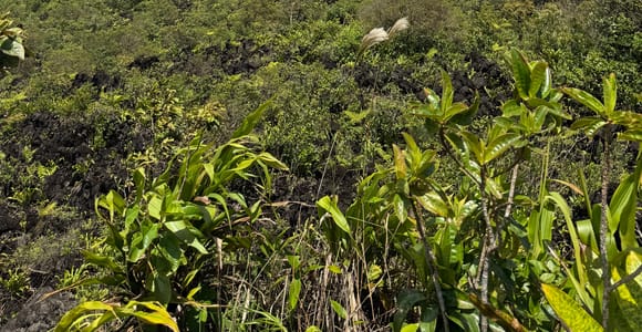 La Fortuna: Hanging Bridges, Volcano Hike, Waterfall & Lunch