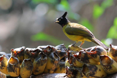 Banguecoque: Transfer privado para o Jardim Zoológico Aberto de Khao Kaew