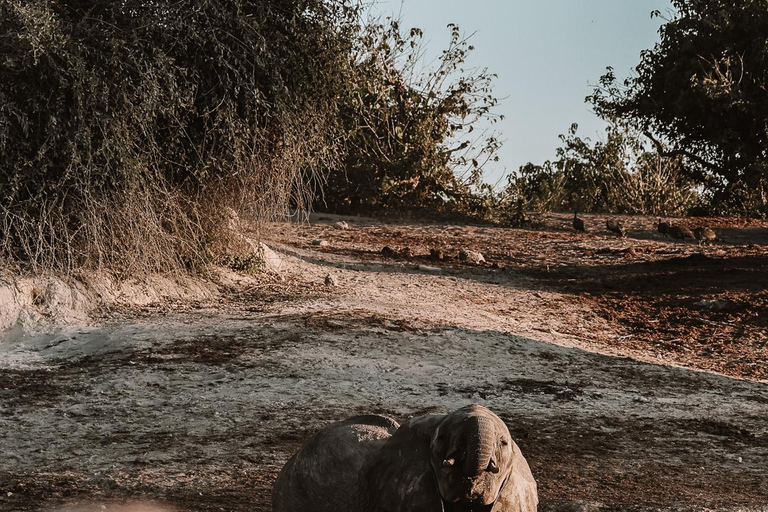 Chobe River Private 3 Hour Boat Safari