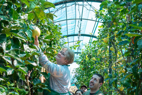 Naples: Mozzarella Experience, Taste of Southern Italy Naples: Mozzarella experience