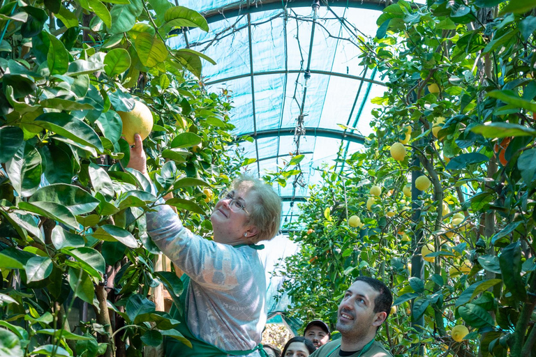 Naples: Mozzarella Experience, Taste of Southern Italy Naples: Mozzarella experience