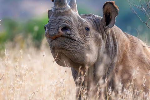 Kenya: Safari di 5 giorni a Ol Pejeta e Masai Mara