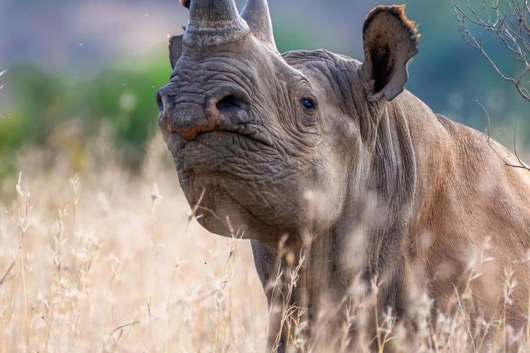 Kenya: Safari di 5 giorni a Ol Pejeta e Masai Mara