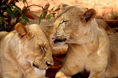 3 DAGAR 2 NÄTTER TILL NYERERE PARK FRÅN ZANZIBAR MED FLYG