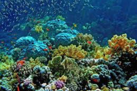 Coron: 3-Day Adventure with Busuanga Reefs and Wrecks Tour