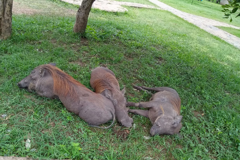 Visita de um dia ao Parque Nacional MikumiViagem diurna ao Parque Nacional Mikumi saindo de Zanzibar (voo)