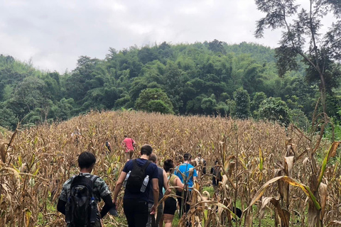 Authentic trek only walk in Chiang Rai jungle Authentic trek only walk in ChiangvRaiv jungle