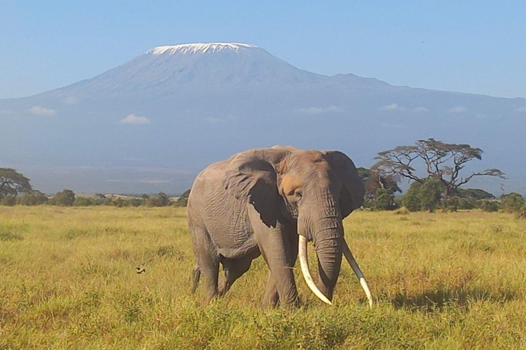 OVER NIGHT AMBOSELI PARK FROM NAIROBI BUDGET SAFARI.