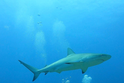 PUNTA CANA: Shark Diving Experience