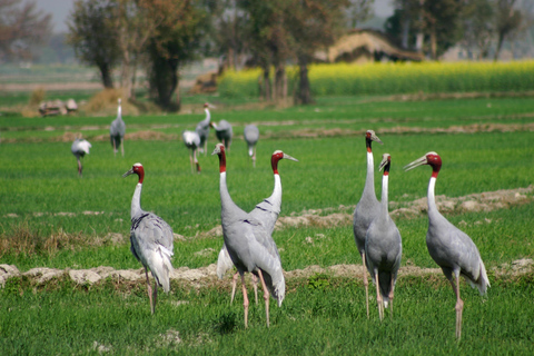 Von Delhi aus: Private Chambal River SafariTransport und Guide Service