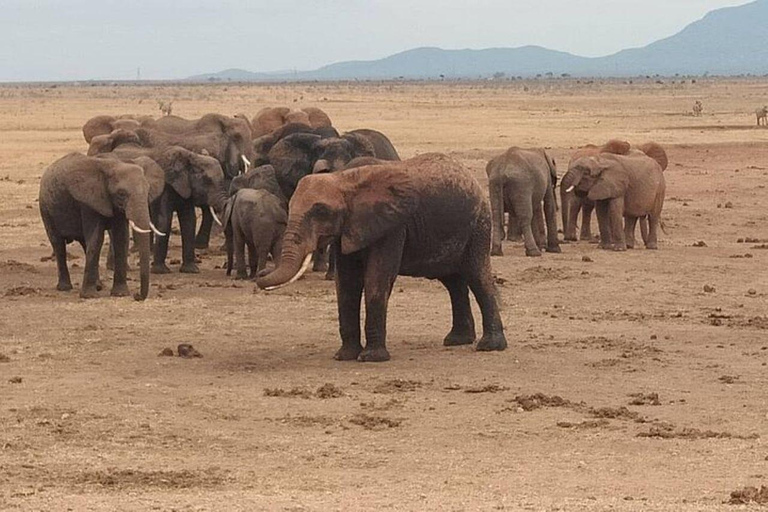 Mombasa/Diani: 2-Day Tsavo East Safari with Meals Private day tour to Tsavo East National Park - VAN