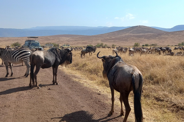 6 Days Calving Season wildebeest migration in Ndutu