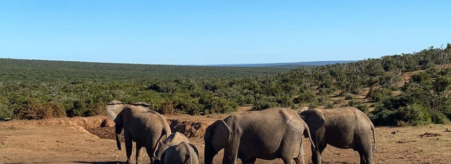 Port Elizabeth : Safari en véhicule ouvert Schotia
