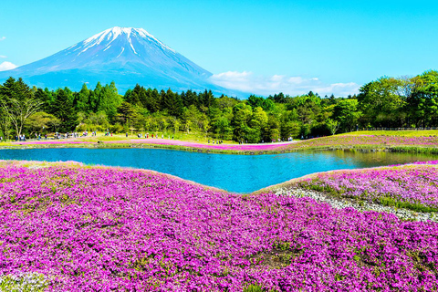 Mt. Fuji,Kawaguchi Lake, Ropeway, Oshino Hakkai, Matcha Trip Tokyo station pick-up 8:00am