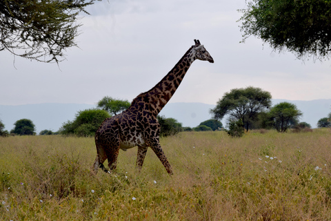 Arusha: Tarangire National Park Day Safari Joining Safari (1-2 People)