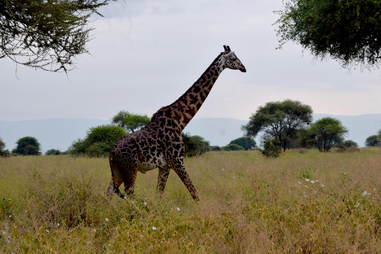Arusha: Tarangire National Park Day Safari Joining Safari (1-2 People)