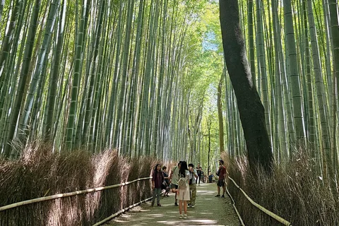 Tour guidato di 3 ore del boschetto di bambù di Arashiyama