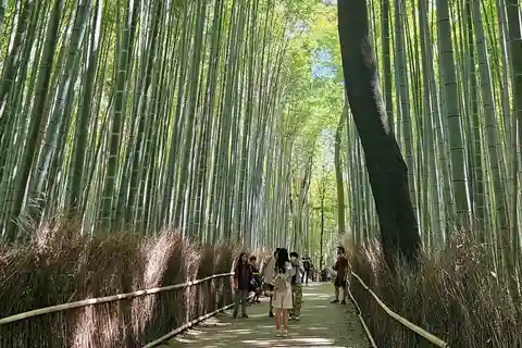 Arashiyama Bamboo Grove 3-timers guidet tur