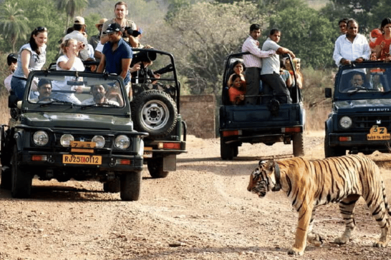 Same Day Sariska National Park Tour with Tiger Safari Same Day Sariska National Park Tour with Two Tiger Safari
