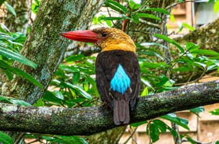 Langkawi: Kilim-Mangroven-Bootstour mit Mittagessen und Abholung