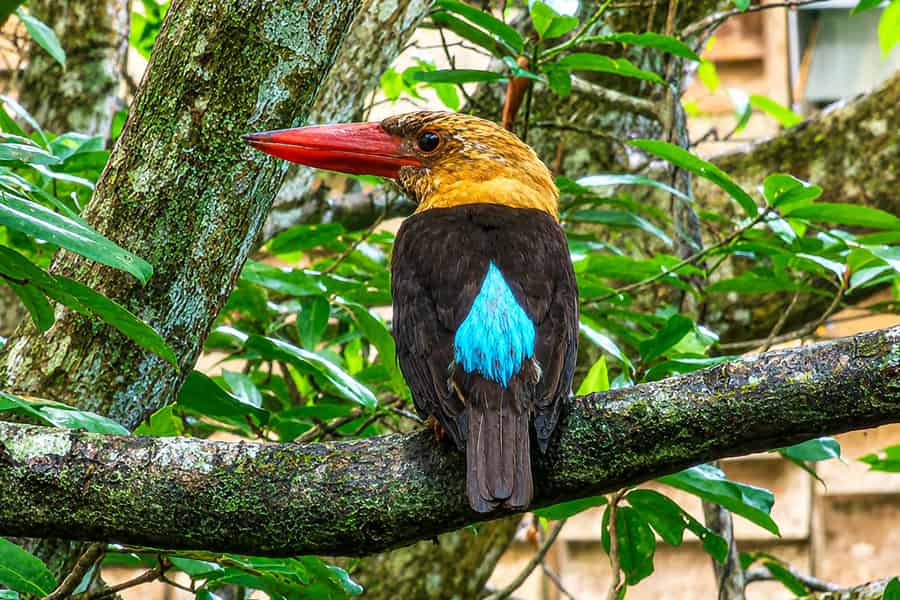 Langkawi: Kilim-Mangroven-Bootstour mit Mittagessen und Abholung. Foto: GetYourGuide Langkawi: Kilim-Mangroven-Bootstour mit Mittagessen und Abholung. Foto: GetYourGuide