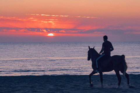 Djerba – Paardrijden naar het eiland van de flamingo&#039;sDjerba - Paardrijden naar het Roze Flamingo-eiland